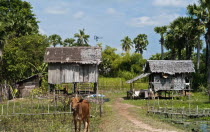 Cambodia, Rural  stilt housing.