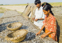 Bangladesh, Sirajganj, sorting dried fish into baskets.