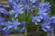 Close up of Agapanthus Africanus flower.