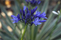 Close up Agapanthus Deep Blue flower.