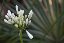 Close up of white Agapanthus buds.