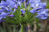 Bee on Agapanthus Africanus flower.