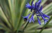 Bee on Agapanthus Deep Blue flower.