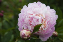 Close up of Pink Peony Flower.
