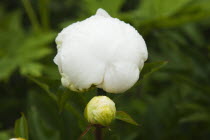 Close up of white Peony Flower.