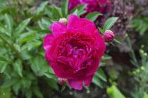 Close up of red Peony Flower.