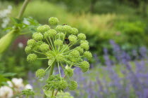 Close up of Bees on Angelica Gigas flower