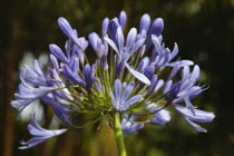 Close up of Agapanthus Africanus flower.