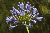 Close up of Agapanthus Africanus flower.