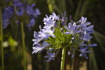 Close up of Agapanthus Africanus flower.