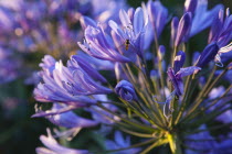 Close up of fly on Agapanthus Africanus flower.