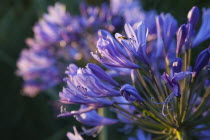 Close up of fly on Agapanthus Africanus flower.