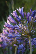 Close up of Agapanthus Africanus flower.