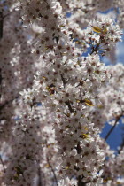 Close up of Malus domestica Apple tree branches with white blossoms.