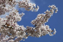 Close up of Malus domestica Apple tree branches with white blossoms.