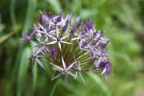 Close up detail of Allium Christophii.