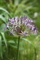 Close up detail of Allium Christophii.