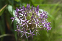 Close up detail of Allium Christophii.