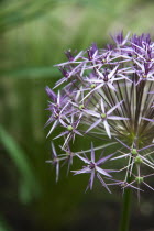 Close up detail of Allium Christophii.