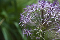 Close up detail of Allium Christophii.