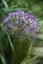 Close up detail of Allium Christophii.