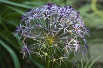Close up detail of Allium Christophii.