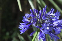 Bee on Agapanthus Deep Blue flower.