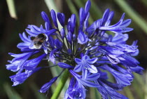 Bee on Agapanthus Deep Blue flower.