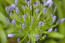 Close up of Agapanthus buds