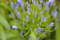 Close up of Agapanthus buds