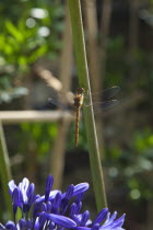 Dragonfly on Agapanthus.