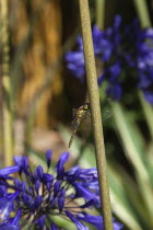 Dragonfly on Agapanthus.