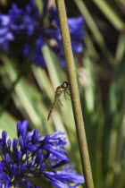 Dragonfly on Agapanthus.