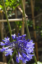 Dragonfly on Agapanthus.