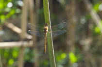 Dragonfly on Agapanthus.