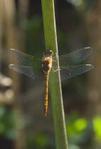 Dragonfly on Agapanthus.