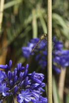 Dragonfly on Agapanthus.