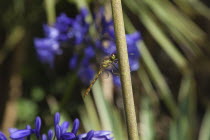 Dragonfly on Agapanthus.