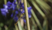 Dragonfly on Agapanthus.