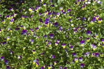 Pansy Viola wittrockiana growing wild in garden.