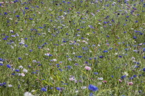 Meadow of mixed wild flowers ,Cornflower and Daisies.