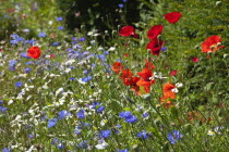 Meadow of mixed wild flowers with Cornflower, Daisies and Poppies.