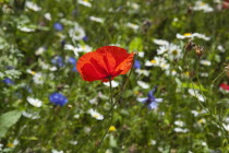 Meadow of mixed wild flowers with Cornflower, Daisies and Poppies.