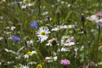 Meadow of mixed wild flowers ,Cornflower and Daisies.