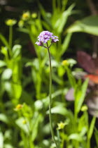 Cose up of Verbena Bonariensis flower.