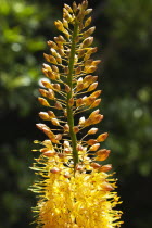Close up of orange coloured Foxtail lily, Eremurus Cleopatra.