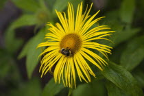 Bee on yellow coloured Inula Hookeri flower.