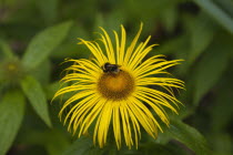 Bee on yellow coloured Inula Hookeri flower.