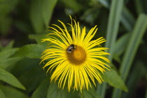 Bee on yellow coloured Inula Hookeri flower.