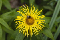 Bee on yellow coloured Inula Hookeri flower.